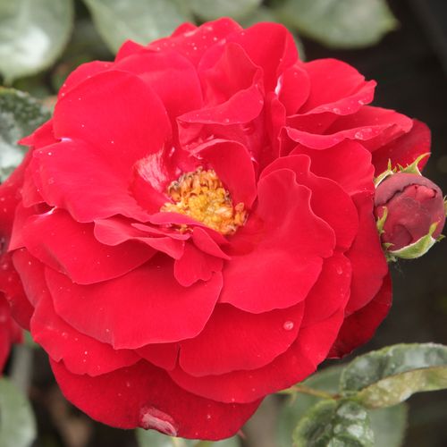 E-commerce, vendita, rose, in, vaso rose floribunde - rosso - Rosa Lilli Marleen® - rosa intensamente profumata - Reimer Kordes - Per esibizioni, siepi, ideale per aiuole. Sana nella maggior parte dei casi ma è suscettibile alla fabrea.